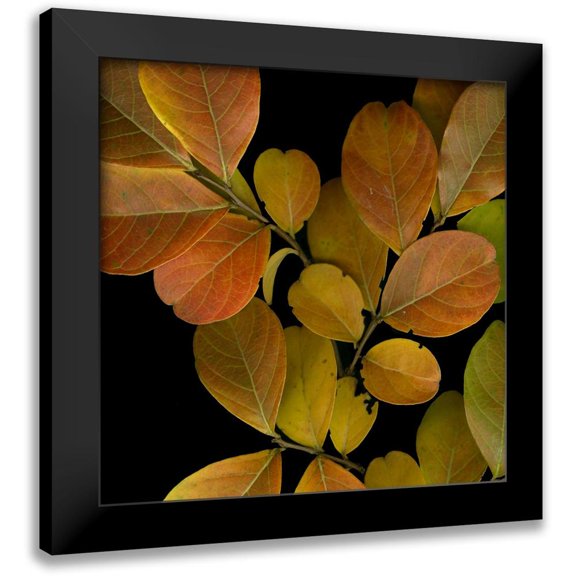 Vision Studio 15x15 Black Modern Framed Museum Art Print Titled - Vivid Leaves I