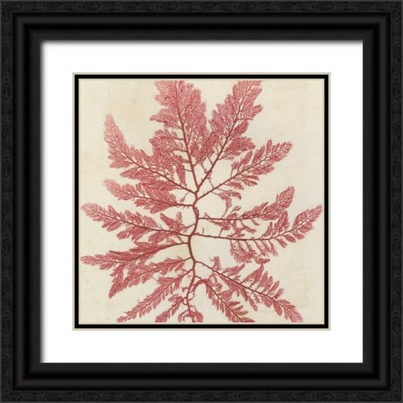 Vision Studio 15x15 Black Ornate Wood Framed with Double Matting Museum Art Print Titled - Brilliant Seaweed I
