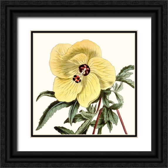 Vision Studio 15x15 Black Ornate Wood Framed with Double Matting Museum Art Print Titled - Cropped Antique Botanical VII