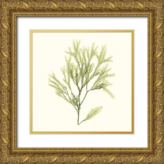 Vision Studio 15x15 Gold Ornate Wood Framed with Double Matting Museum Art Print Titled - Seaweed Collection VII