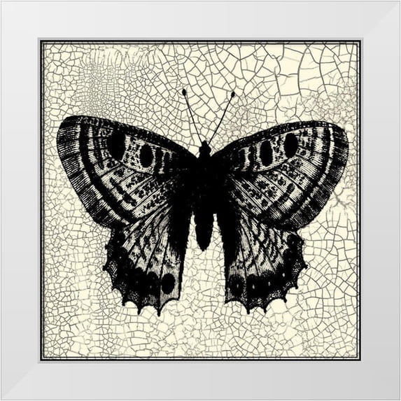 Vision Studio 15x15 White Modern Wood Framed Museum Art Print Titled - Classical Butterfly II