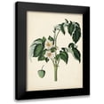 thumbnail image 1 of Vision Studio 15x18 Black Modern Framed Museum Art Print Titled - Antique Foliage and Fruit II, 1 of 5