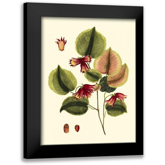 Vision Studio 15x18 Black Modern Framed Museum Art Print Titled - Buchoz Leaves II