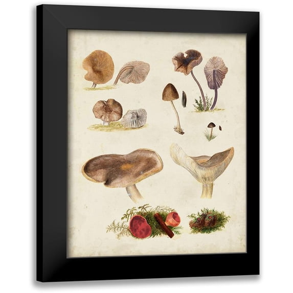 Vision Studio 15x18 Black Modern Framed Museum Art Print Titled - Mushroom Species III