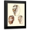 thumbnail image 1 of Vision Studio 15x18 Black Modern Framed Museum Art Print Titled - Splendid Shells VI, 1 of 5