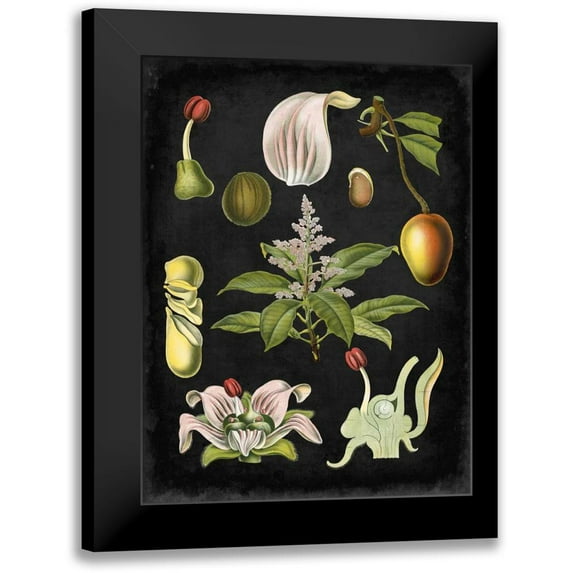 Vision Studio 15x18 Black Modern Framed Museum Art Print Titled - Study in Botany III