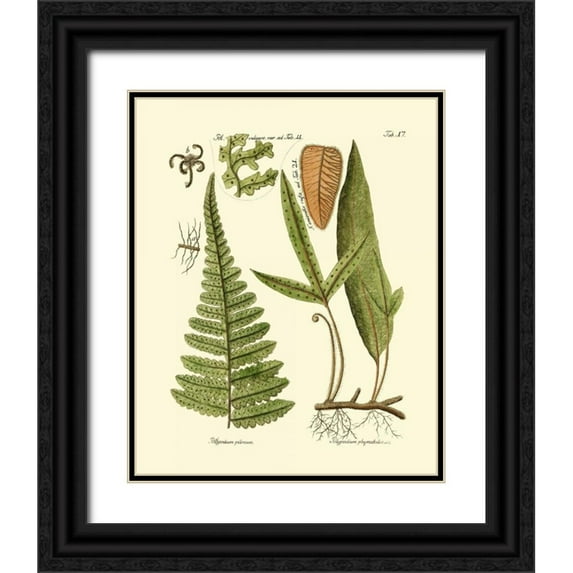 Vision Studio 15x18 Black Ornate Wood Framed with Double Matting Museum Art Print Titled - Antique Fern IV