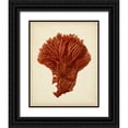 thumbnail image 1 of Vision Studio 15x18 Black Ornate Wood Framed with Double Matting Museum Art Print Titled - Antique Red Coral I, 1 of 4