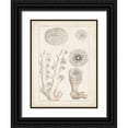 thumbnail image 1 of Vision Studio 15x18 Black Ornate Wood Framed with Double Matting Museum Art Print Titled - Antique White Coral III, 1 of 4