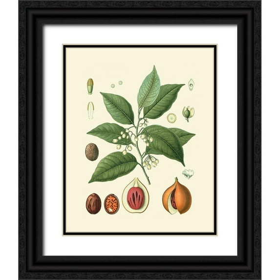 Vision Studio 15x18 Black Ornate Wood Framed with Double Matting Museum Art Print Titled - Botanical Glory III