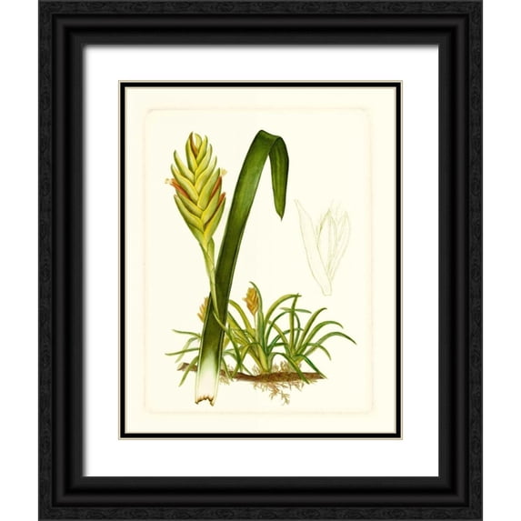Vision Studio 15x18 Black Ornate Wood Framed with Double Matting Museum Art Print Titled - Exotic Flora IV