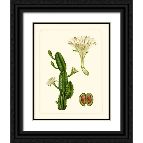 Vision Studio 15x18 Black Ornate Wood Framed with Double Matting Museum Art Print Titled - Exotic Flora V