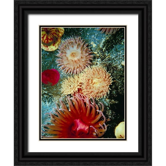 Vision Studio 15x18 Black Ornate Wood Framed with Double Matting Museum Art Print Titled - Graphic Sea Anemone III
