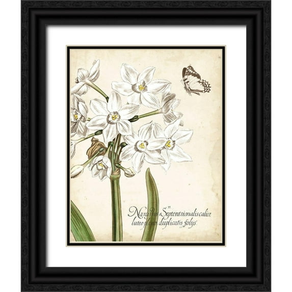 Vision Studio 15x18 Black Ornate Wood Framed with Double Matting Museum Art Print Titled - Narcissus Botanique I