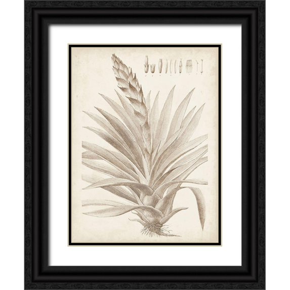 Vision Studio 15x18 Black Ornate Wood Framed with Double Matting Museum Art Print Titled - Sepia Exotic Plants III