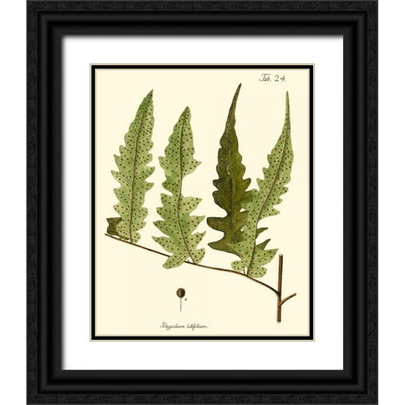 Vision Studio 15x18 Black Ornate Wood Framed with Double Matting Museum Art Print Titled - Small Antique Fern VII