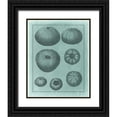 thumbnail image 1 of Vision Studio 15x18 Black Ornate Wood Framed with Double Matting Museum Art Print Titled - Spa Shell Collection V, 1 of 4