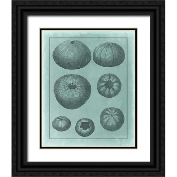 Vision Studio 15x18 Black Ornate Wood Framed with Double Matting Museum Art Print Titled - Spa Shell Collection V
