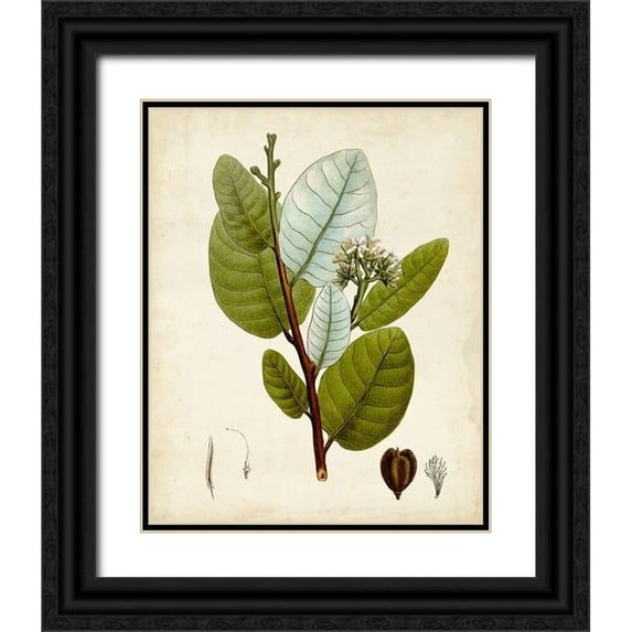 Vision Studio 15x18 Black Ornate Wood Framed with Double Matting Museum Art Print Titled - Verdant Foliage I