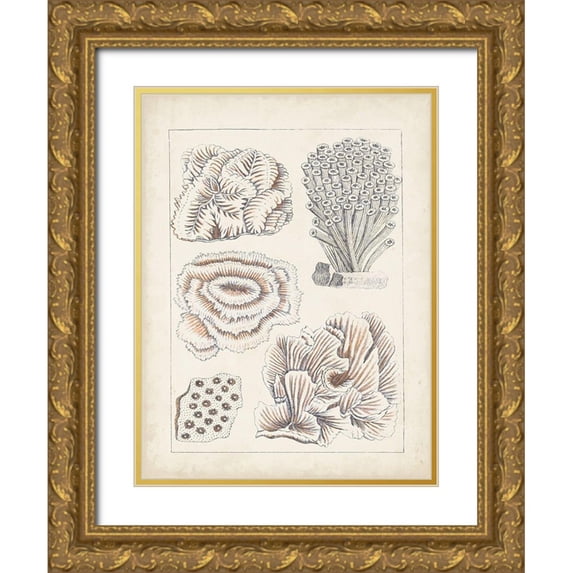 Vision Studio 15x18 Gold Ornate Wood Framed with Double Matting Museum Art Print Titled - Antique White Coral I
