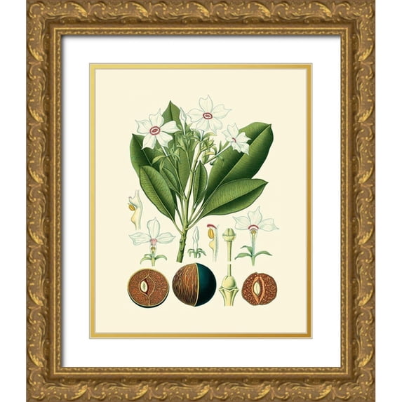 Vision Studio 15x18 Gold Ornate Wood Framed with Double Matting Museum Art Print Titled - Botanical Glory IV