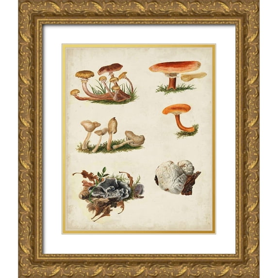 Vision Studio 15x18 Gold Ornate Wood Framed with Double Matting Museum Art Print Titled - Mushroom Species X
