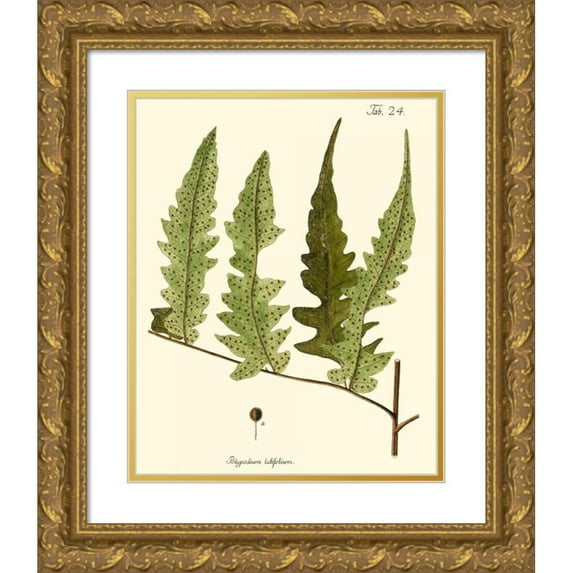 Vision Studio 15x18 Gold Ornate Wood Framed with Double Matting Museum Art Print Titled - Small Antique Fern VII