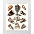 thumbnail image 1 of Vision Studio 15x18 White Modern Wood Framed Museum Art Print Titled - Collected Shells V, 1 of 4