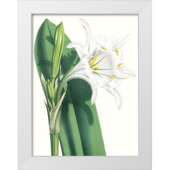 Vision Studio 15x18 White Modern Wood Framed Museum Art Print Titled - Floral Beauty I