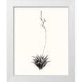 thumbnail image 1 of Vision Studio  15x18 White Modern Wood Framed Museum Art Print Titled - Graphic Succulents VI, 1 of 4
