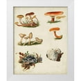 thumbnail image 1 of Vision Studio 15x18 White Modern Wood Framed Museum Art Print Titled - Mushroom Species X, 1 of 4