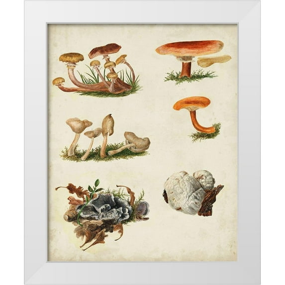 Vision Studio 15x18 White Modern Wood Framed Museum Art Print Titled - Mushroom Species X
