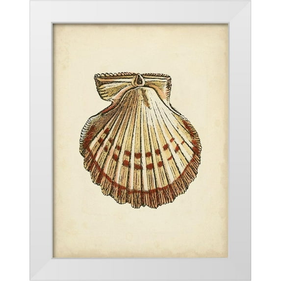 Vision Studio 15x18 White Modern Wood Framed Museum Art Print Titled - Sealife Collection VII