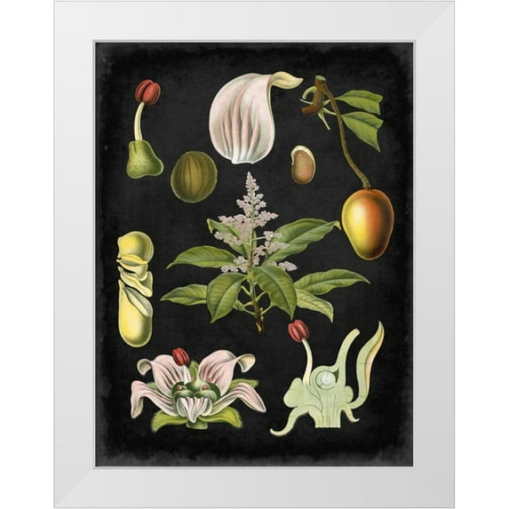 Vision Studio 15x18 White Modern Wood Framed Museum Art Print Titled - Study in Botany III