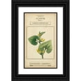 thumbnail image 1 of Vision Studio 16x24 Black Ornate Wood Framed with Double Matting Museum Art Print Titled - Linnaean Botany V, 1 of 4
