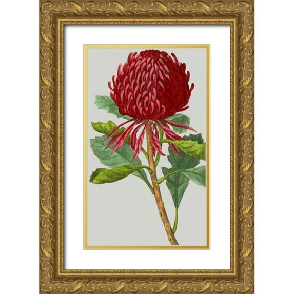 Vision Studio 16x24 Gold Ornate Wood Framed with Double Matting Museum Art Print Titled - Vintage Garden Varieties VIII