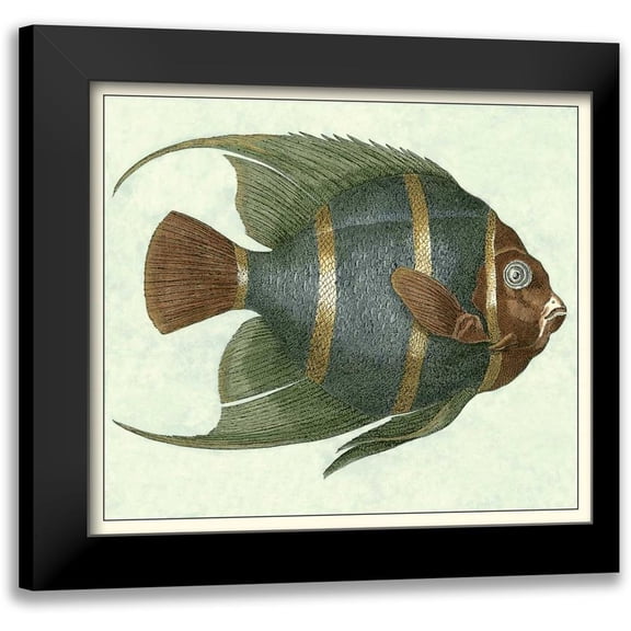 Vision Studio 17x15 Black Modern Framed Museum Art Print Titled - Angel Fish I