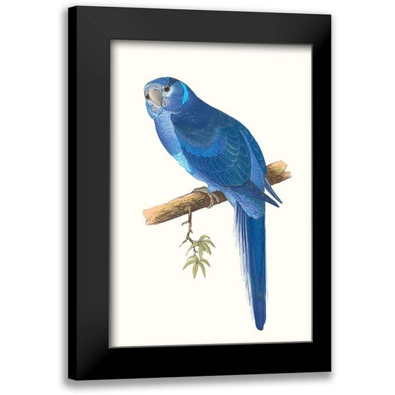 Vision Studio 17x24 Black Modern Framed Museum Art Print Titled - Blue Parrots II