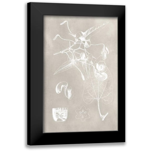 Vision Studio 17x24 Black Modern Framed Museum Art Print Titled - Botanical Schematic I