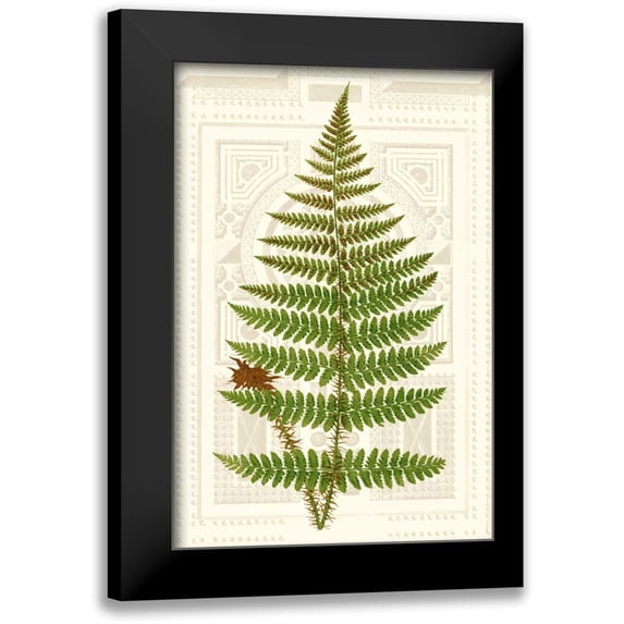 Vision Studio 17x24 Black Modern Framed Museum Art Print Titled - Garden Ferns V