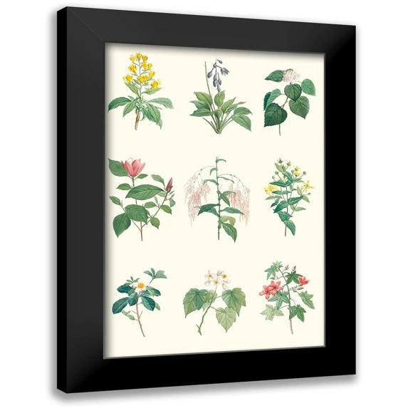 Vision Studio 17x24 Black Modern Framed Museum Art Print Titled - Soft Botanical Chart