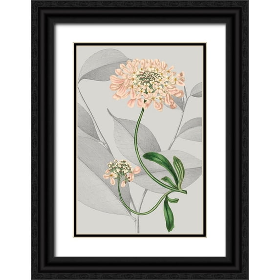 Vision Studio 17x24 Black Ornate Wood Framed with Double Matting Museum Art Print Titled - Botanical Arrangement I