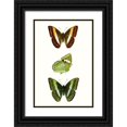 thumbnail image 1 of Vision Studio  17x24 Black Ornate Wood Framed with Double Matting Museum Art Print Titled - Butterfly Specimen III, 1 of 4