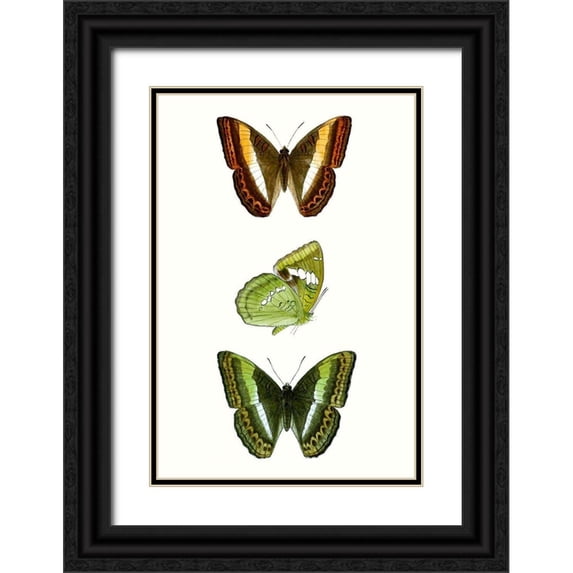 Vision Studio 17x24 Black Ornate Wood Framed with Double Matting Museum Art Print Titled - Butterfly Specimen III