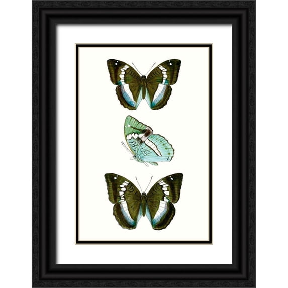 Vision Studio 17x24 Black Ornate Wood Framed with Double Matting Museum Art Print Titled - Butterfly Specimen II