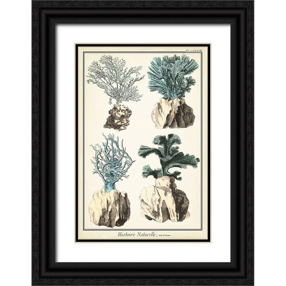 Vision Studio 17x24 Black Ornate Wood Framed with Double Matting Museum Art Print Titled - Oversize Coral Species III