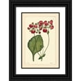 thumbnail image 1 of Vision Studio 17x24 Black Ornate Wood Framed with Double Matting Museum Art Print Titled - Red Curtis Botanical IV, 1 of 4