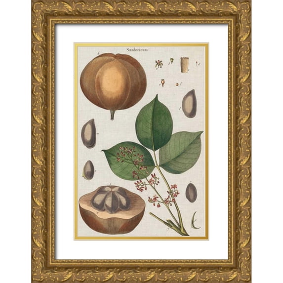 Vision Studio 17x24 Gold Ornate Wood Framed with Double Matting Museum Art Print Titled - Exotic Botanique III