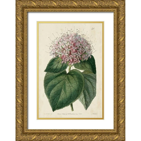 Vision Studio 17x24 Gold Ornate Wood Framed with Double Matting Museum Art Print Titled - Imperial Floral IV