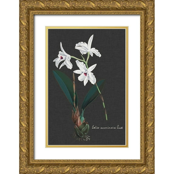 Vision Studio 17x24 Gold Ornate Wood Framed with Double Matting Museum Art Print Titled - Orchid on Slate V